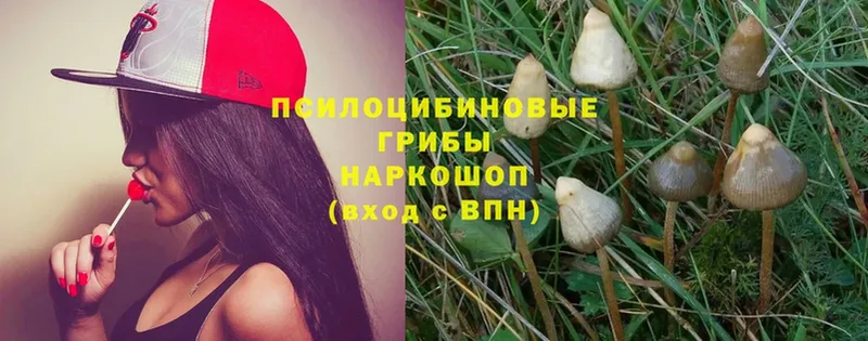 Галлюциногенные грибы Psilocybe  где купить   Железногорск-Илимский 